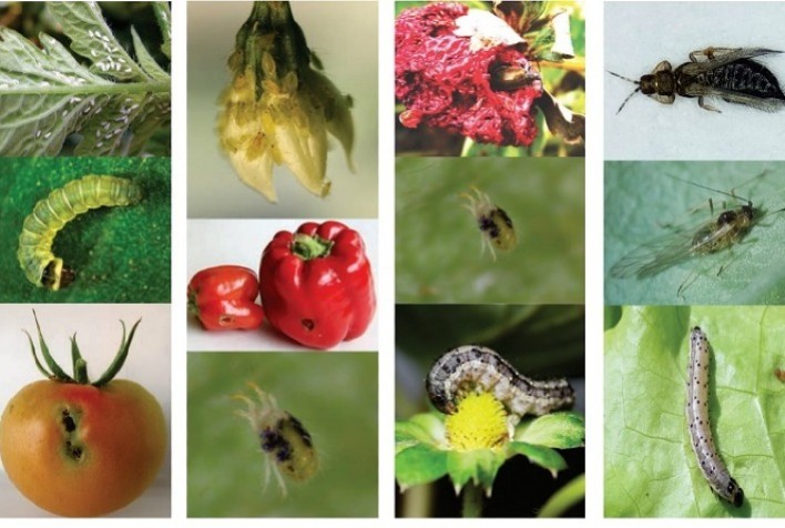Guias de campo da Embrapa auxiliam identificação de pragas em cultivos de hortaliças