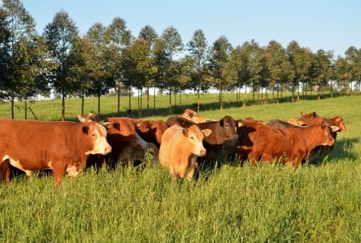 Boi Gordo: estabilidade de preços para os machos e queda para as fêmeas