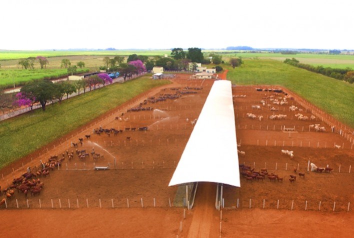 Pioneiro na genética bovina no Brasil, Grupo CRV investe R$ 12 milhões para crescer 30% em 2021