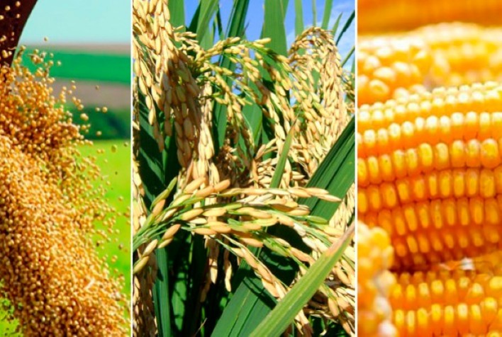 IPPA: Com fortes altas de pecuária e grãos, IPPA/CEPEA avança 19% em 2020