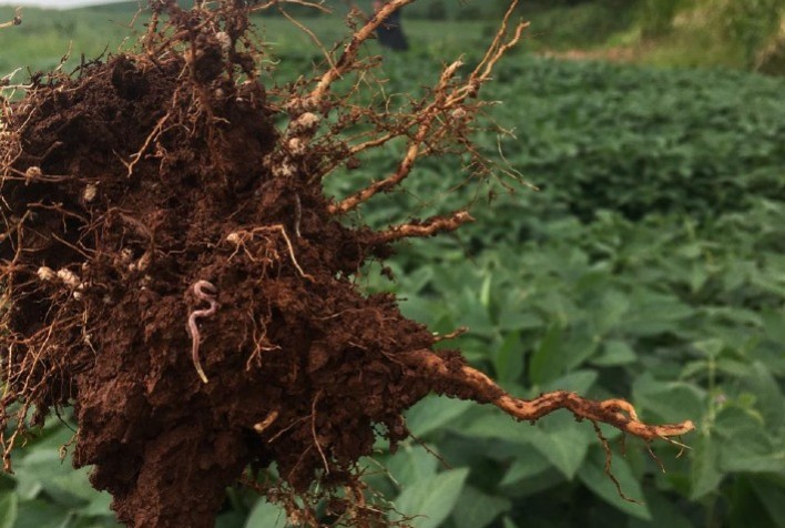 A importância do solo vivo para o sucesso econômico e produtivo da agricultura natural
