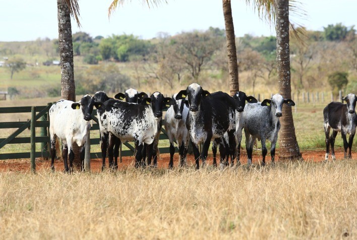 Girolando solicita ao Governo de Minas prorrogação dos Convênios 100/97 e 52/91