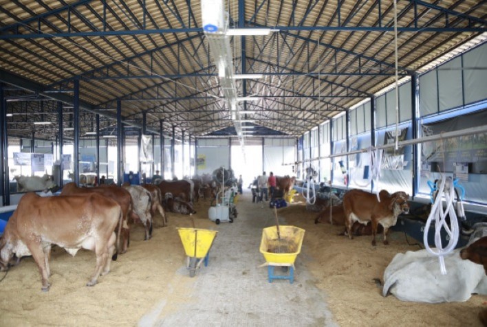 ExpoZebu 2021: inscrições para Concurso Leiteiro começam no próximo dia 1º