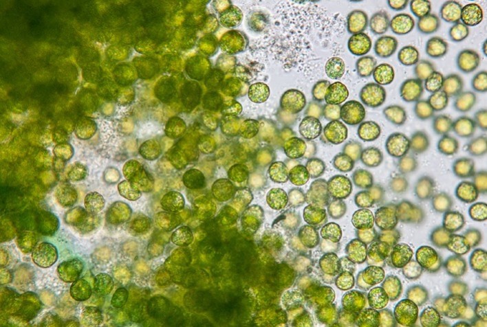 Embrapa desenvolve corante natural à base de microalga do Cerrado