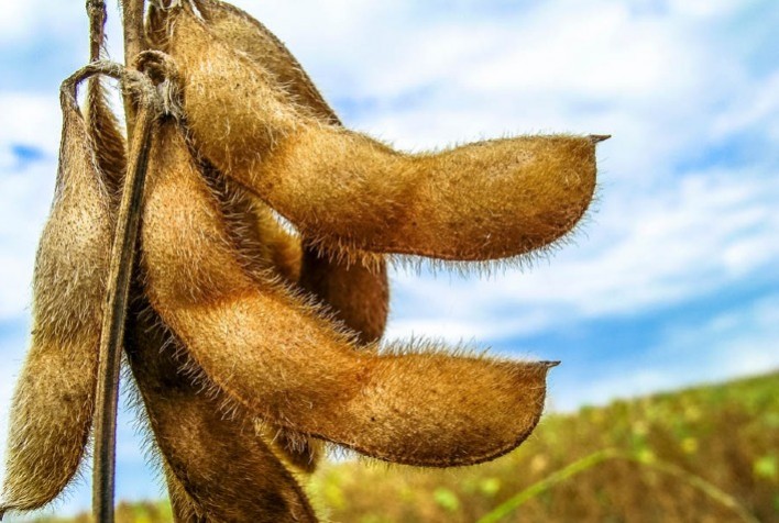 Análise do mercado da cultura da soja é tema do Podcast "Proteja seu Cultivo" da IHARA