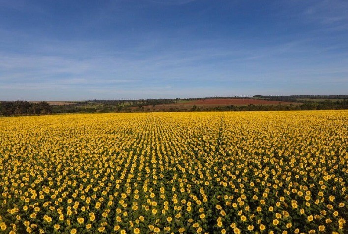 RS: Segue colheita do Girassol que atinge 75% da área cultivada