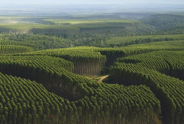 Setor de árvores cultivadas encerra 2020 com crescimento de fabricação e matérias-primas para itens essenciais