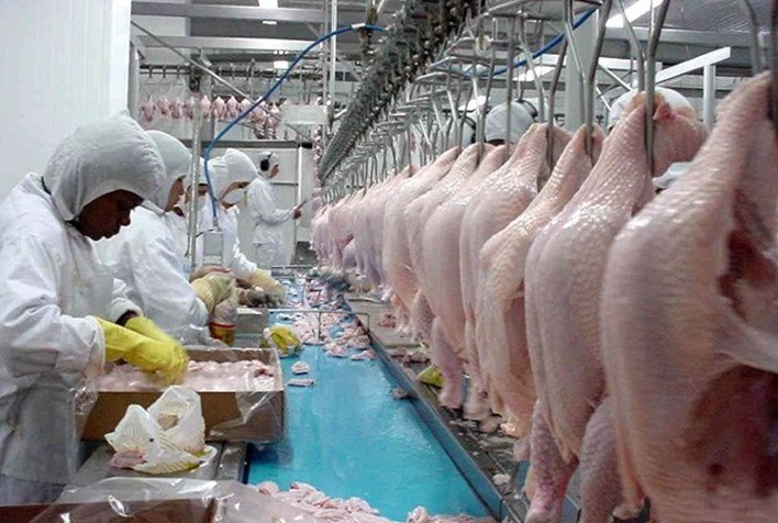 Na década, Brasil e EUA perderam espaço nas exportações mundiais de carne de frango