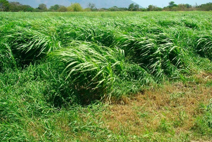 Manejo da altura de pastagens diminui gases de efeito estufa