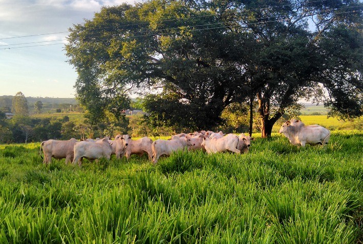 Em 8 anos, uso de aditivo 100% natural mitigou mais de 503,4 mil de toneladas de CO2 equivalente