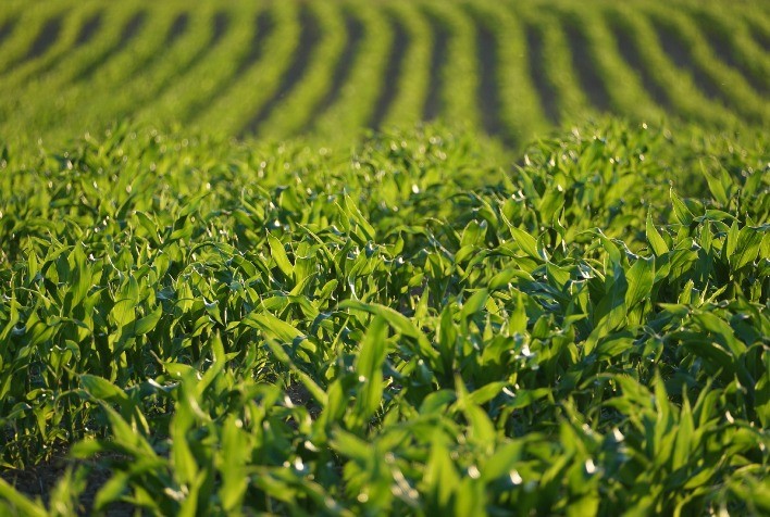 Agronegócio brasileiro deve assumir a liderança internacional da questão ambiental