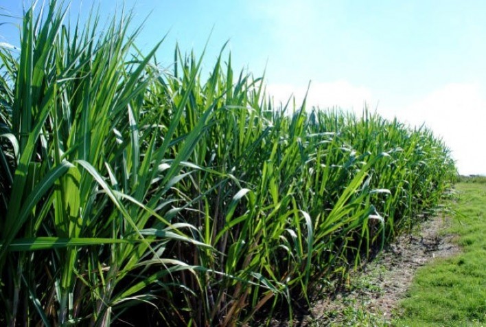 Uso de Bacillus aryabhattai melhora mudas pré-brotadas de variedades de cana-de-açúcar