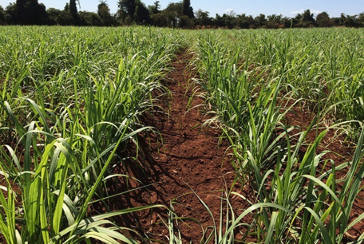 Microgeo leva inovação e biotecnologia para o evento ‘A Nova Agricultura Canavieira’