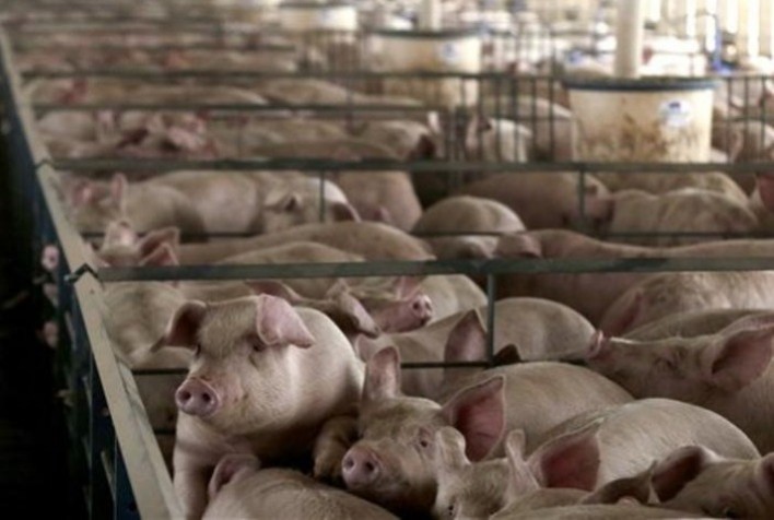 Preços no mercado de suínos seguem sustentados