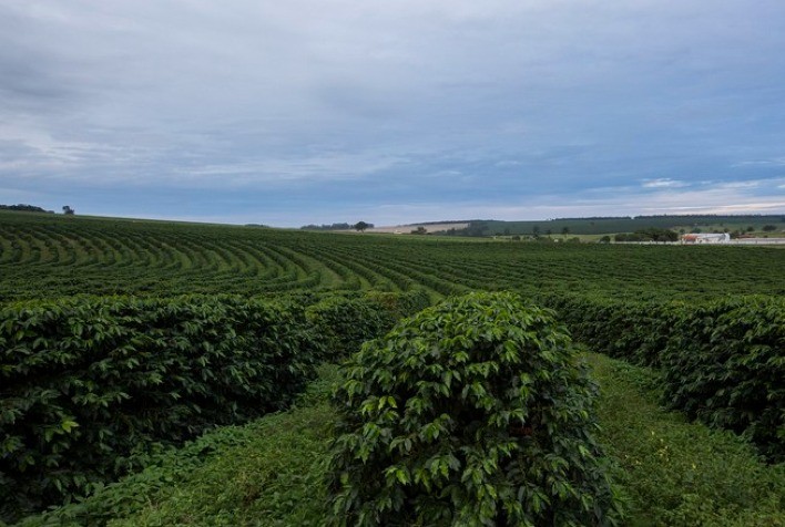 Pragas e doenças do café: saiba como controlar ameaças que devastam a produtividade e a qualidade dos grãos