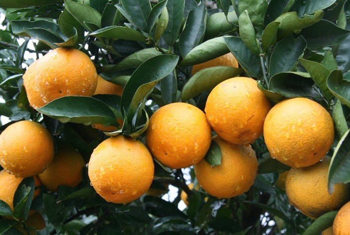 Produtor de citros e milho em Urânia (SP) aumenta produtividade e reduz custeio em 30% com fertilizantes da SUPERBAC