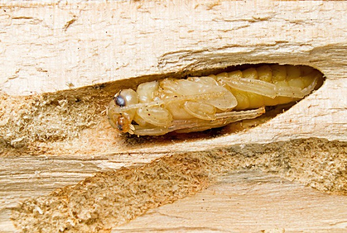 Começam ações de prevenção contra vespa-da-madeira