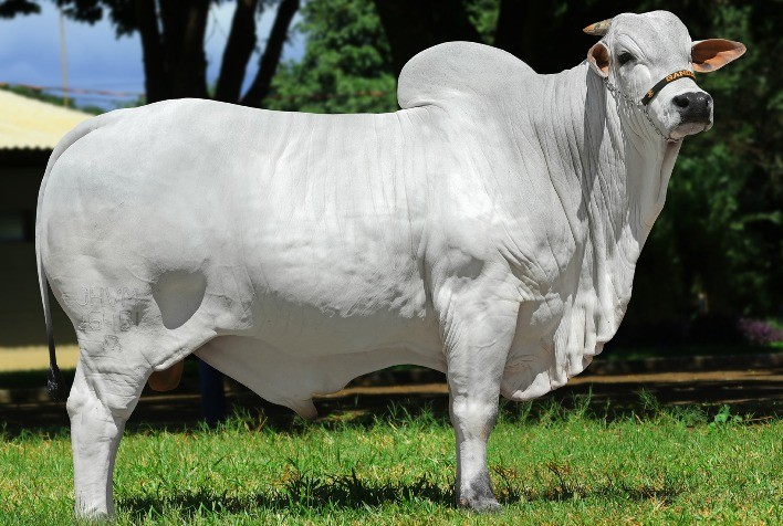 Agro Zoller fornece genética selecionada em Leilão Virtual Nelore Zoller