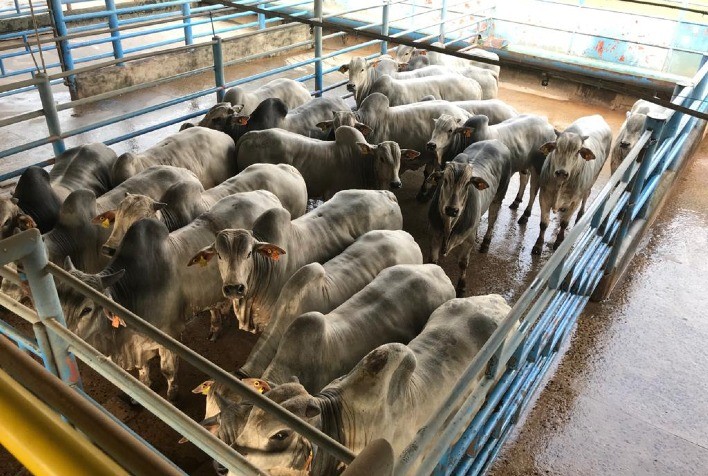 Selo da Cadeia de Fornecimento da Friboi expande auditoria para a área de Alimentos Preparados