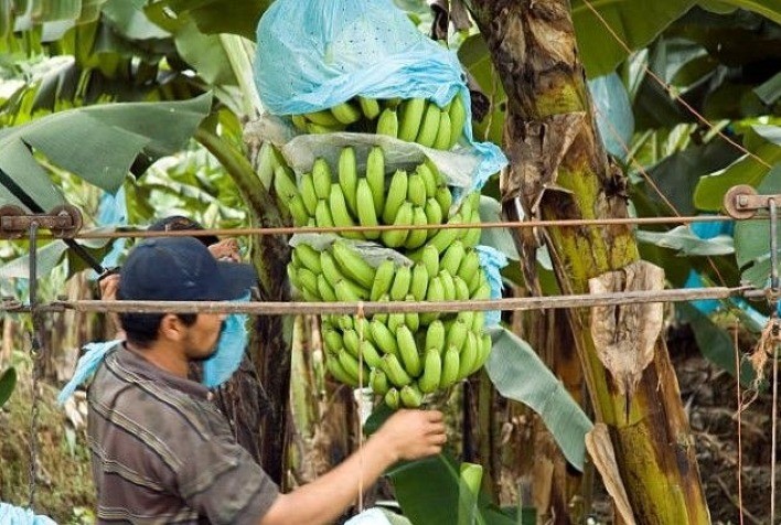 Parceria global cooperará para combater a praga que se converteu em uma ameaça para a banana