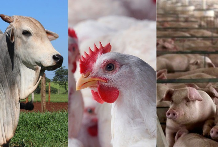 Desempenho do frango, boi e suíno em fevereiro e no bimestre inicial de 2021