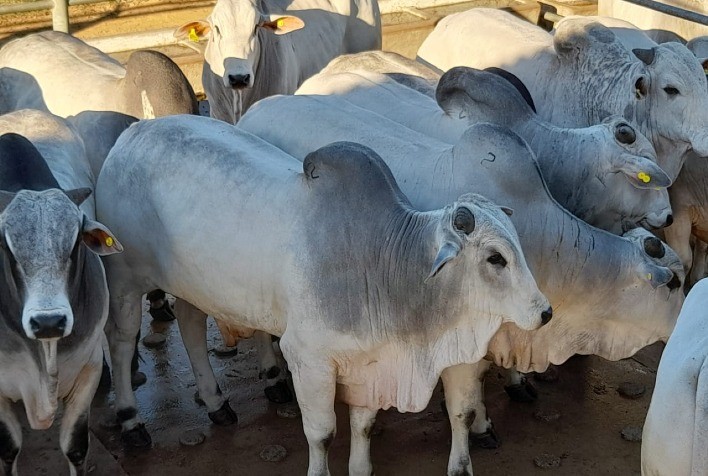 Mercado do boi gordo: oferta enxuta de animais para abate