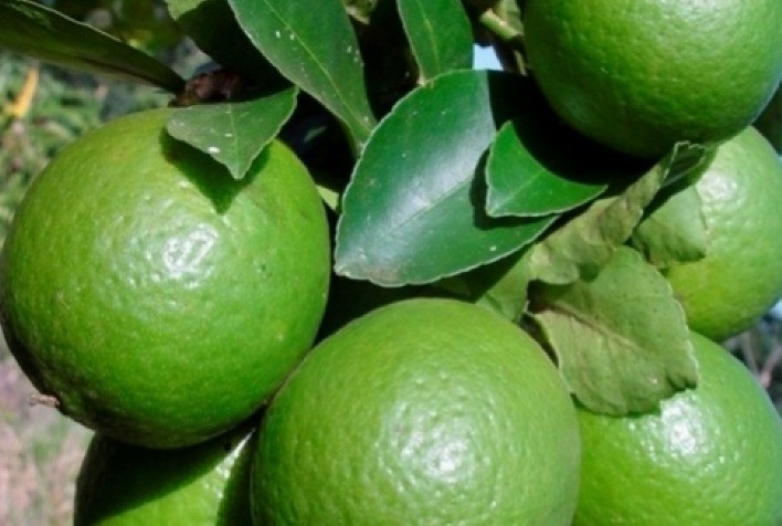 União Europeia cresce na produção de limão