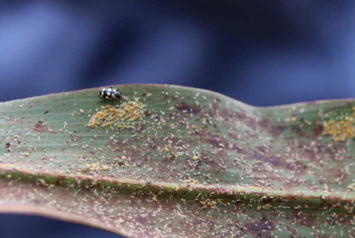 Pesquisadores alertam para presença de praga em lavouras de sorgo em Mato Grosso