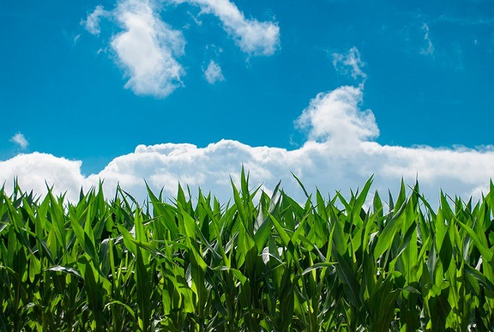 Pool de microrganismos benéficos está em fase final de validação