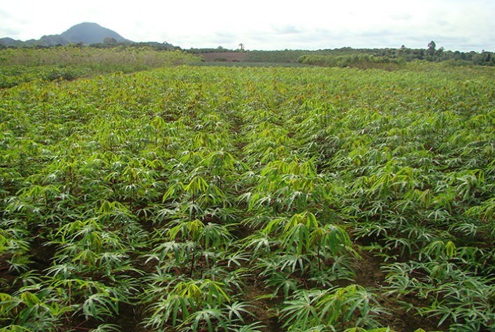 Software gratuito oferece recomendações de calagem e adubação para diversas culturas agrícolas