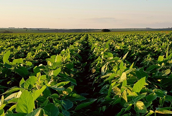 Culturas de verão no RS seguem com bom desenvolvimento