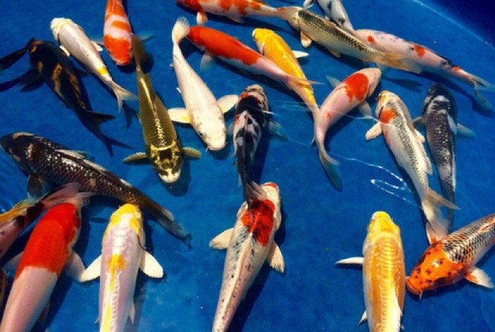 Polinutri lança linha de produtos para carpas Nishikigoi