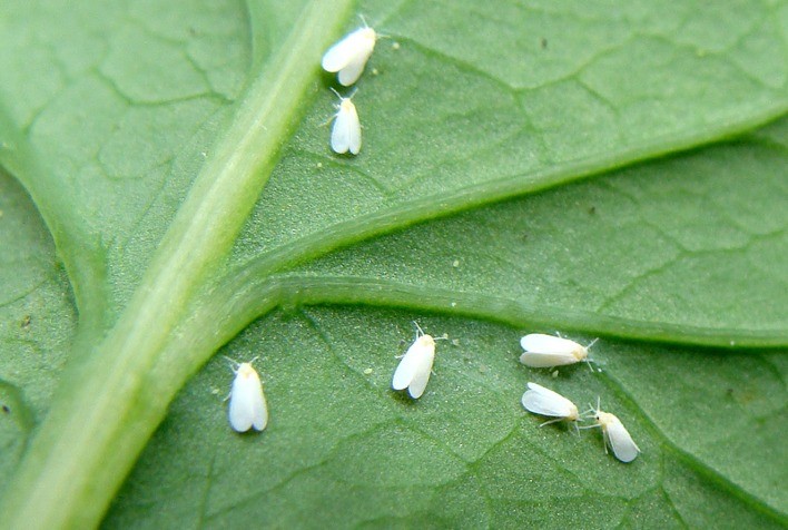Mosca-branca: Quebra do ciclo da praga pelo controle da ‘ninfa’ resulta em mais proteção a lavouras de grãos e tomate