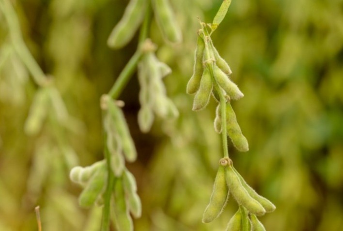 Soja: Safra 2020/21 em MT deve registrar alta de 1%