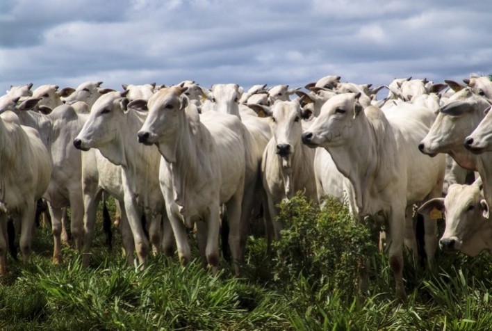 Febre aftosa: 2ª etapa da campanha de vacinação alcança mais de 98% do rebanho nacional