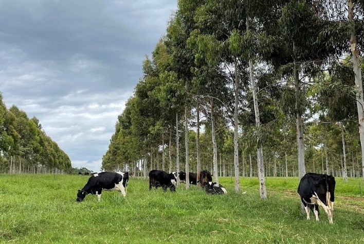 Parceria entre Embrapa e Nestlé vai desenvolver protocolo para leite de baixo carbono