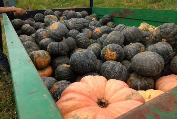 Abóboras e abobrinhas: o produtor precisa estar atento ao mercado e às melhores épocas de semear e de colher