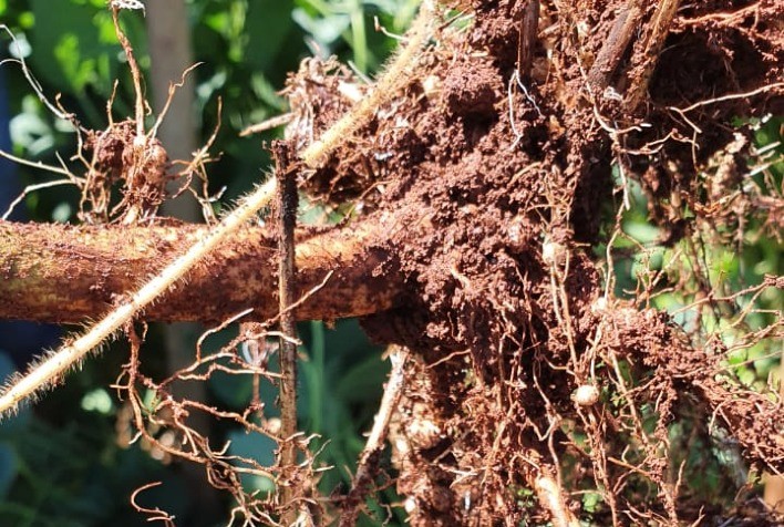 Sistema radicular da cultura da soja e a nodulação