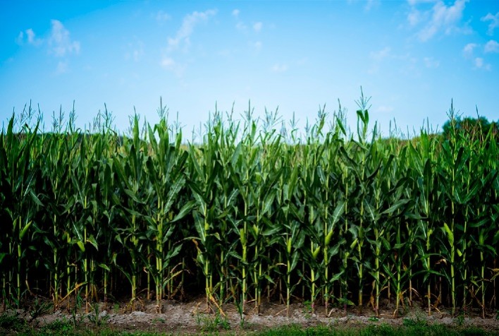 Bioinoculante eleva a produtividade da soja e do milho