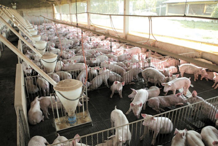 ACSURS é surpreendida com alta de ICMS na saída de suínos vivos