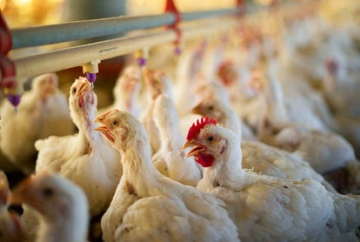 Frango vivo abre segunda semana de março com altas em São Paulo e Minas Gerais