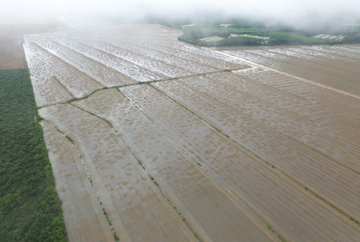 Chuva em excesso provoca prejuízos na soja de MT
