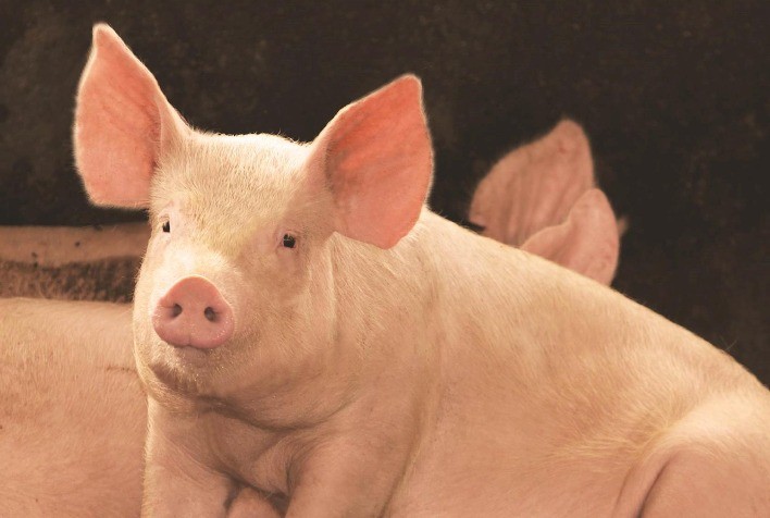 PSA: a doença que exterminou milhões de suínos está voltando à Ásia