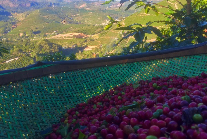 Café: Nova York e Londres começam pregão de olho no BR, dólar e com leves altas