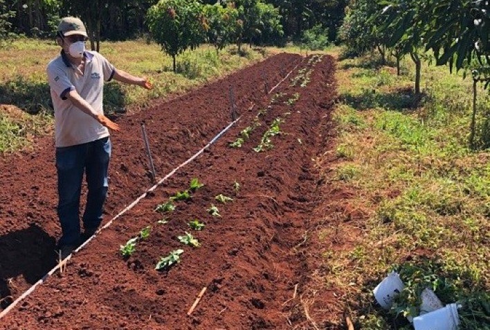 Testes avaliam desempenho de batata-doce roxa em Alagoas e São Paulo