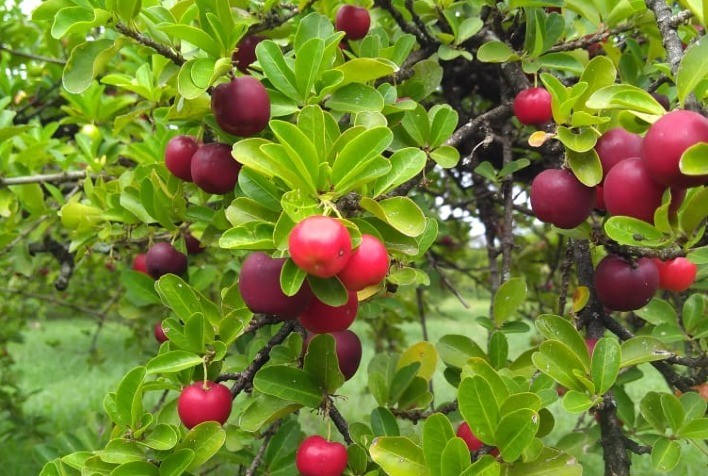 Acerola: um novo nicho de mercado a ser explorado