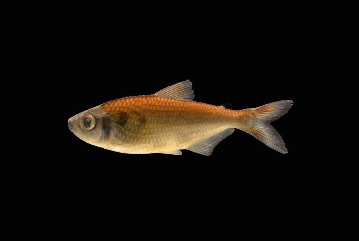 Brasil descobre nova espécie de peixe