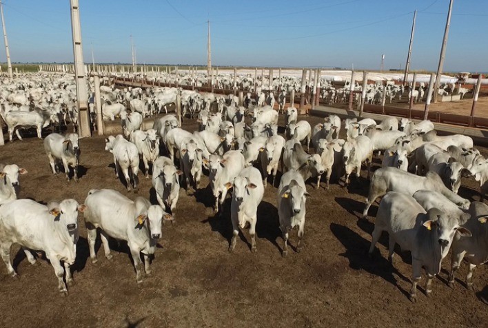 Alta no preço da vaca gorda em São Paulo