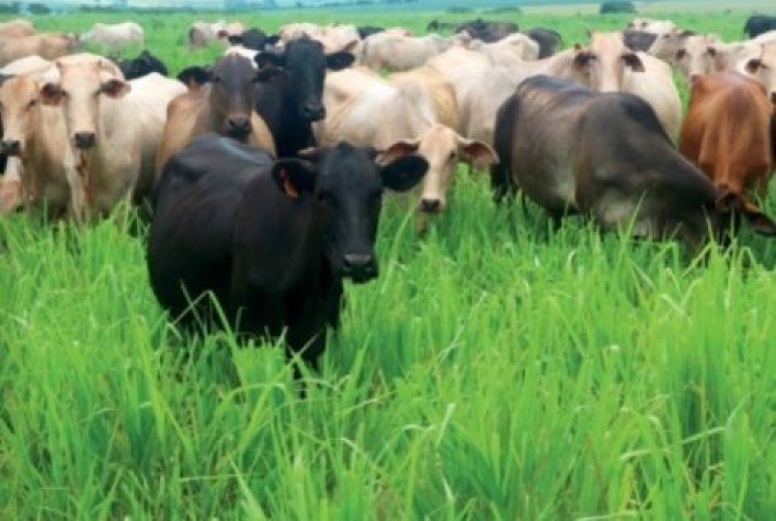 Pastagem: Manejo com alta tecnologia é a chave para elevar a produtividade