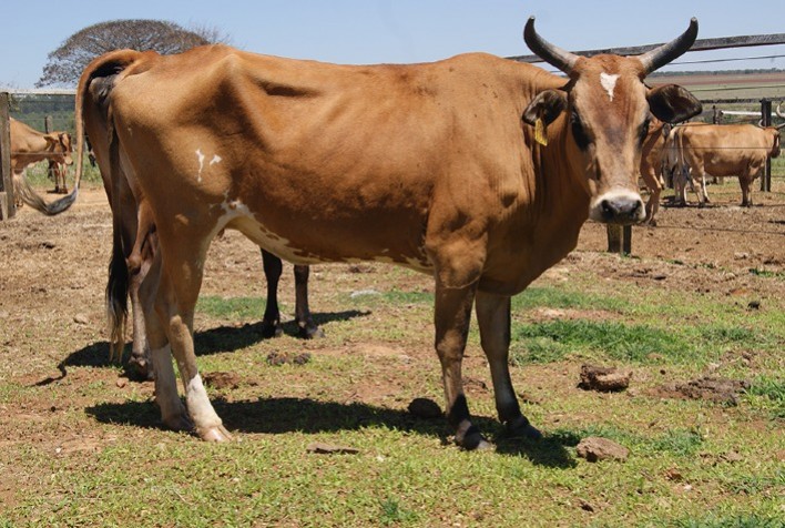 Algoritmo identifica bovinos individualmente no campo por meio de imagens